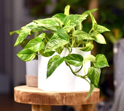 potted pothos plant